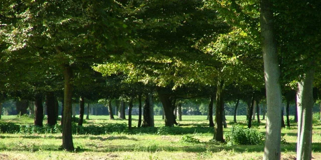 Rallye la Forêt Comestible - RSE